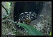  Night Monkeys, Yasuni National Park, Ecuador � Janet Zinn 2013